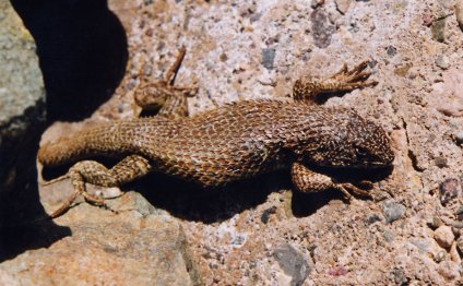 Liolaemus nitidus, a lizard