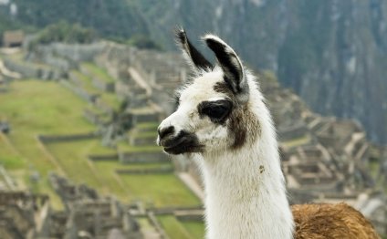 Travel Insurance