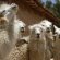 Facts about Peru culture