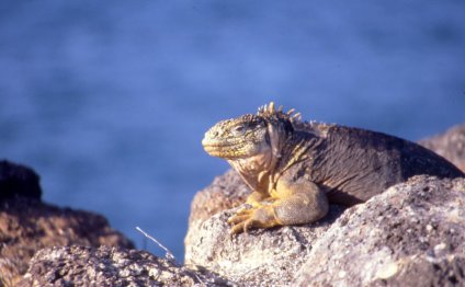Peru and Galapagos Holidays
