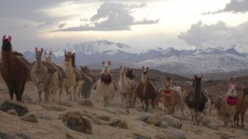 Llamas in the highlands