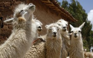 Facts about Peru culture