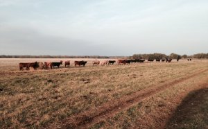 Lima, Peru weather forecast