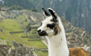 Peru Travel Packages reviews