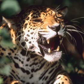 The jaguar is South America's biggest cat -- and a Peruvian native.