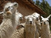 Facts about Peru culture
