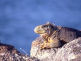 Peru and Galapagos Holidays