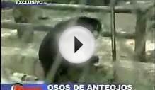 Andean Bear in Machu Picchu - Peru Luxury Boutique Hotel