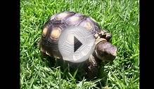Animales y Plantas En Peligro De Extinción