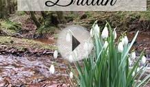 Best Places to See Snowdrops in Britain - Photos to Inspire