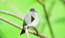 Birding Manu - Peru