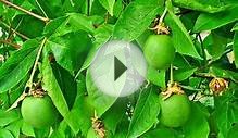 Facts About Passion Flower - Passiflora incarnata