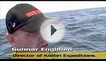 Pelagic Birding in Peru