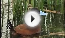 Peru A true paradise of birds - Southern Route - Part
