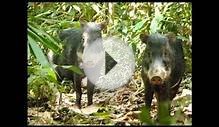 TRAVEL PERU 9.wmv